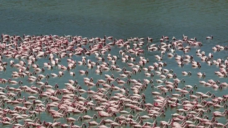 View of Modern Camping Tent